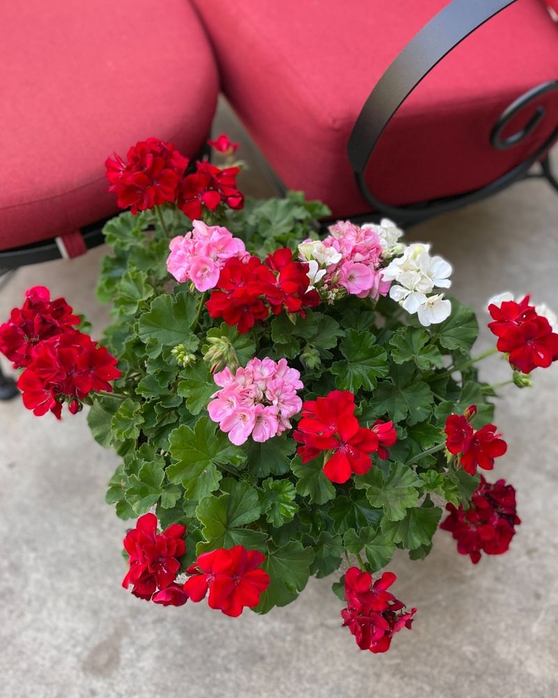 Geraniums