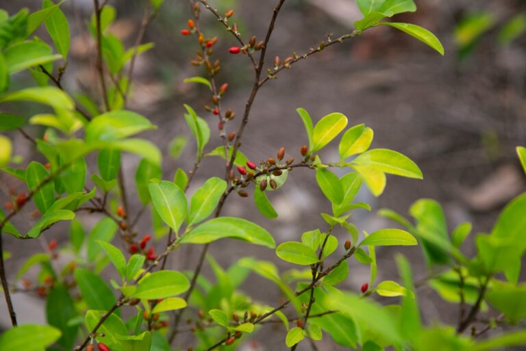 coca plant