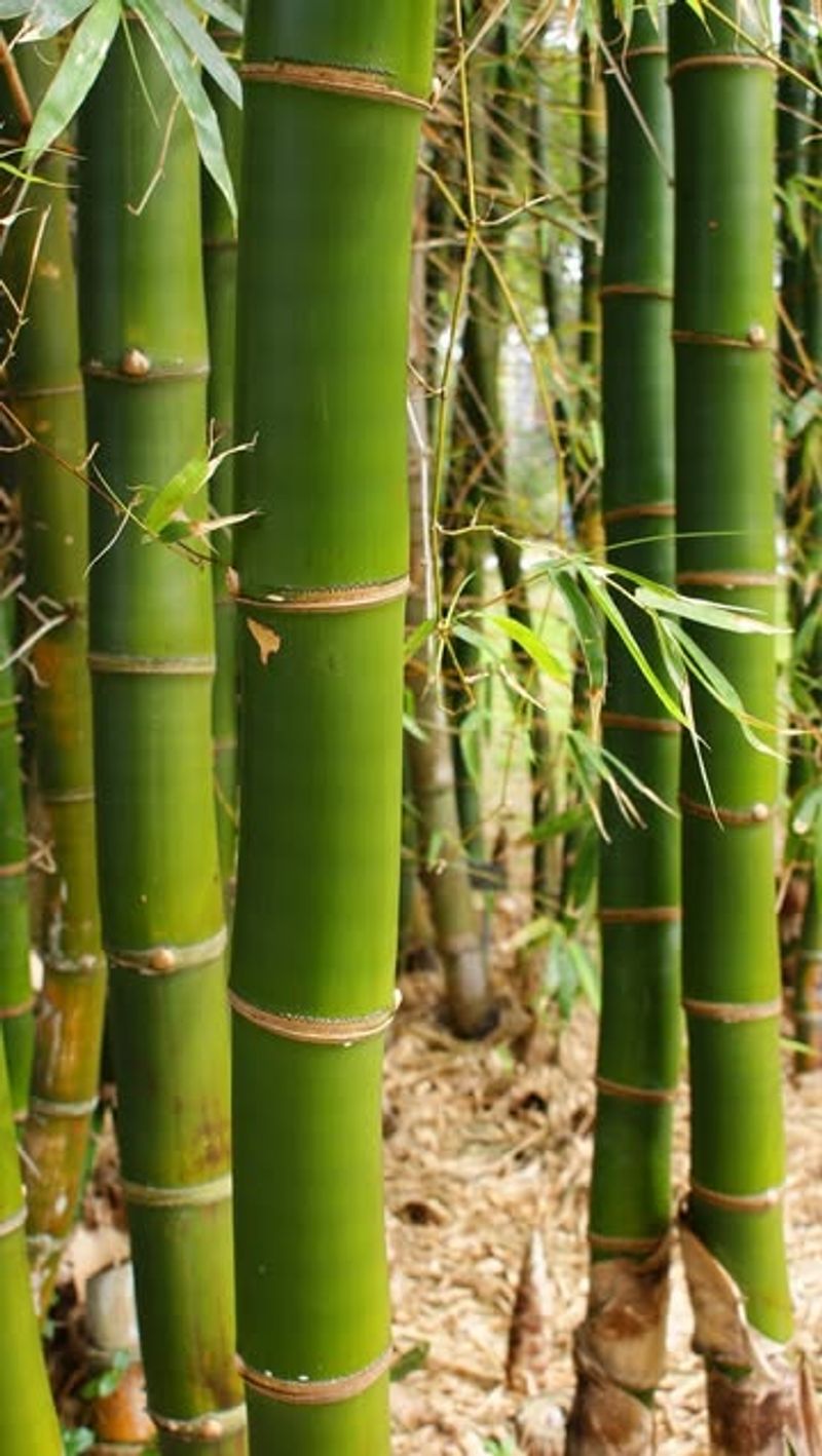 Bamboo Varieties