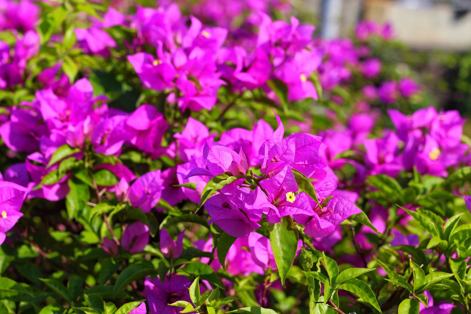 flowering vine (featured image)