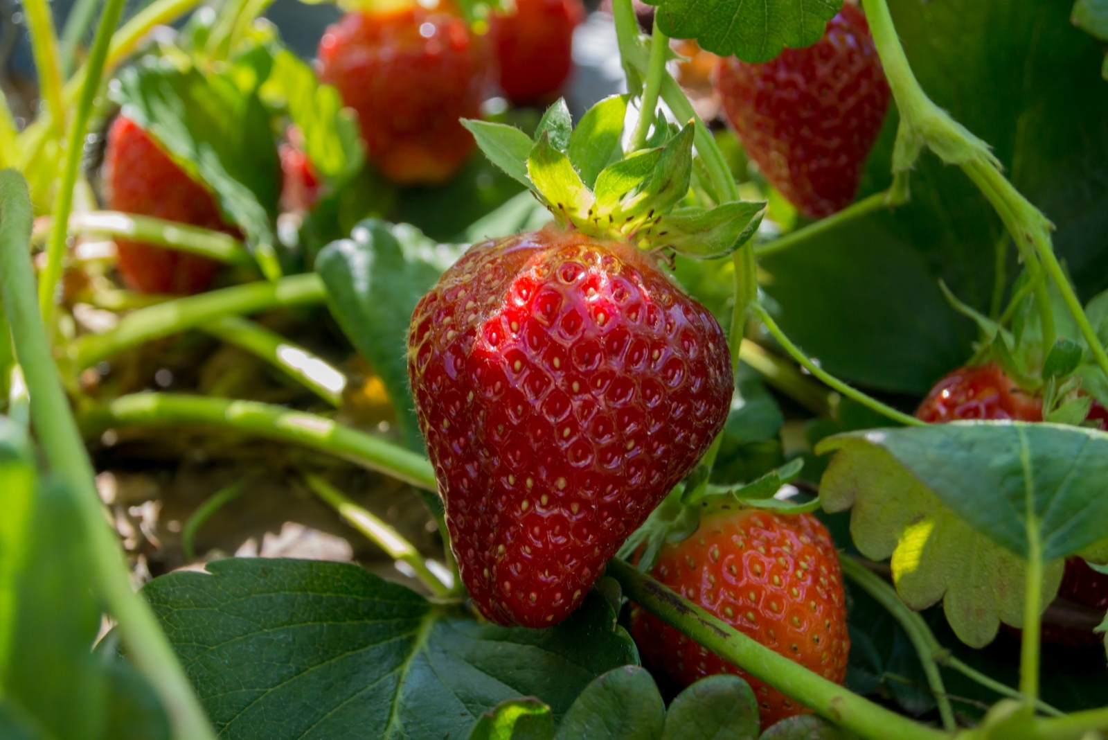 12 Best Fruits To Plant From Seed In Maryland This October