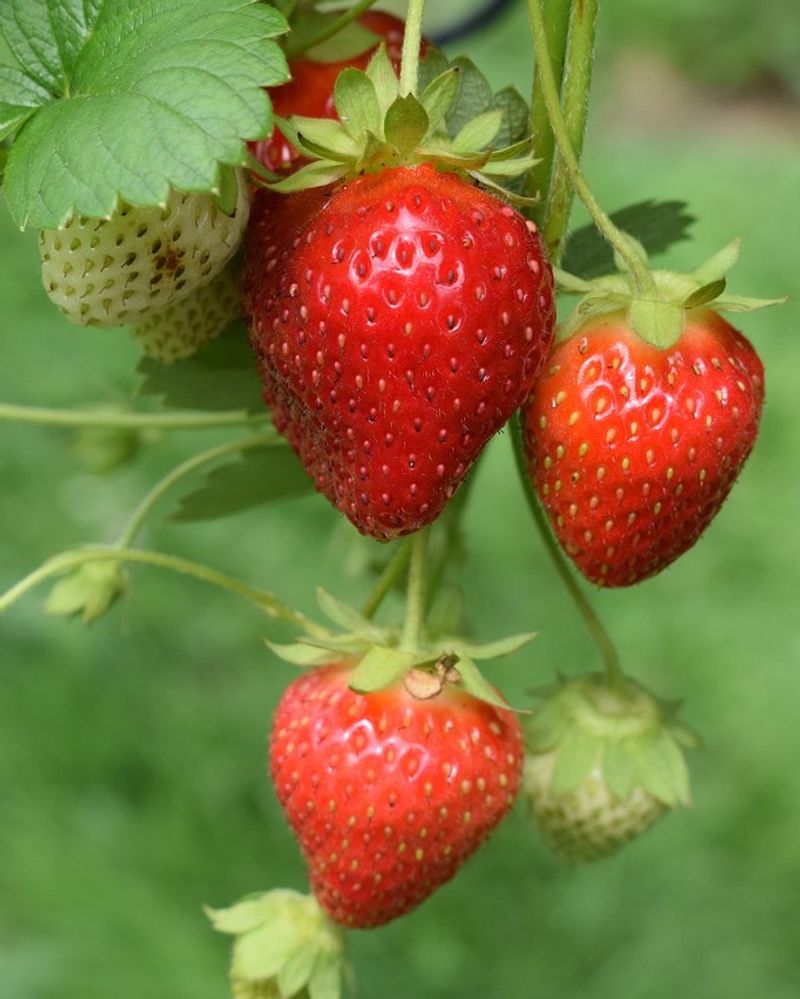 Strawberries