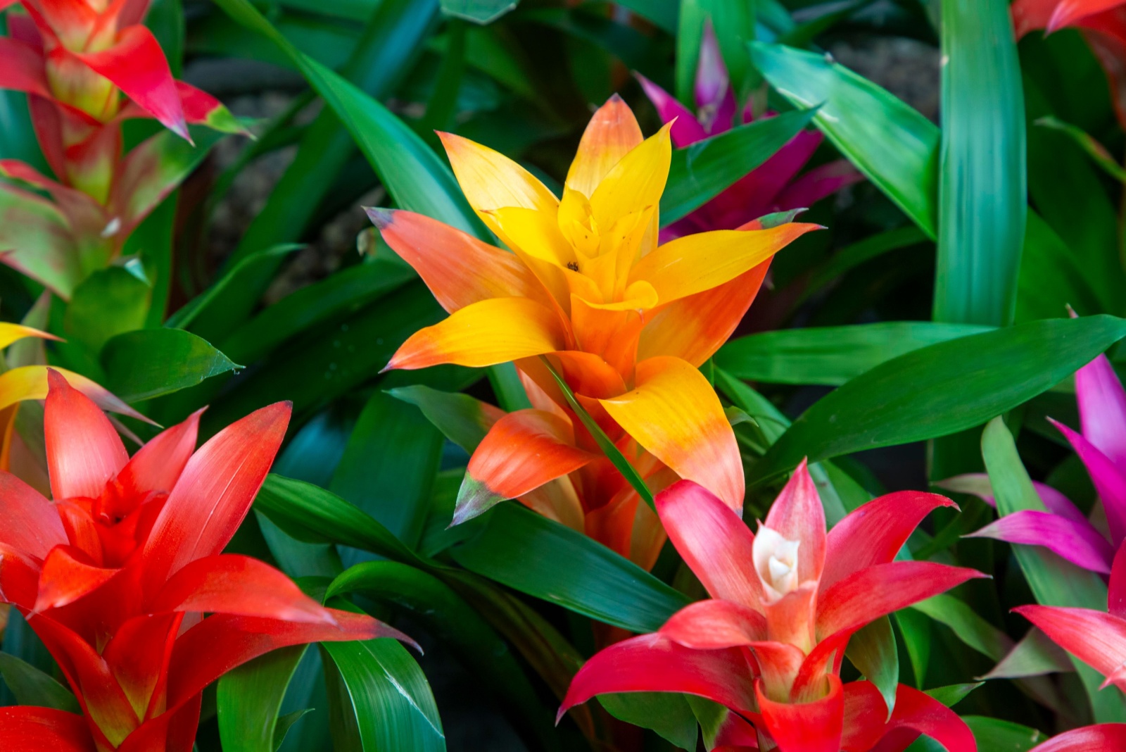 12 Best Plants For A Screened Porch In Florida Homes