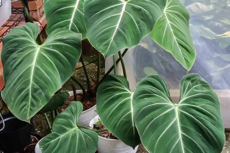Philodendron Gloriosum Houseplant