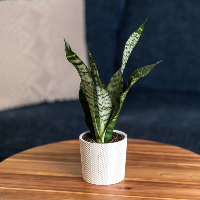 Snake Plant: The Ultimate Survivor