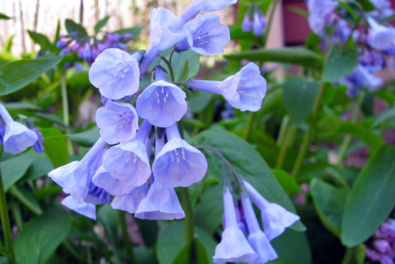 virginia bluebells in the garden