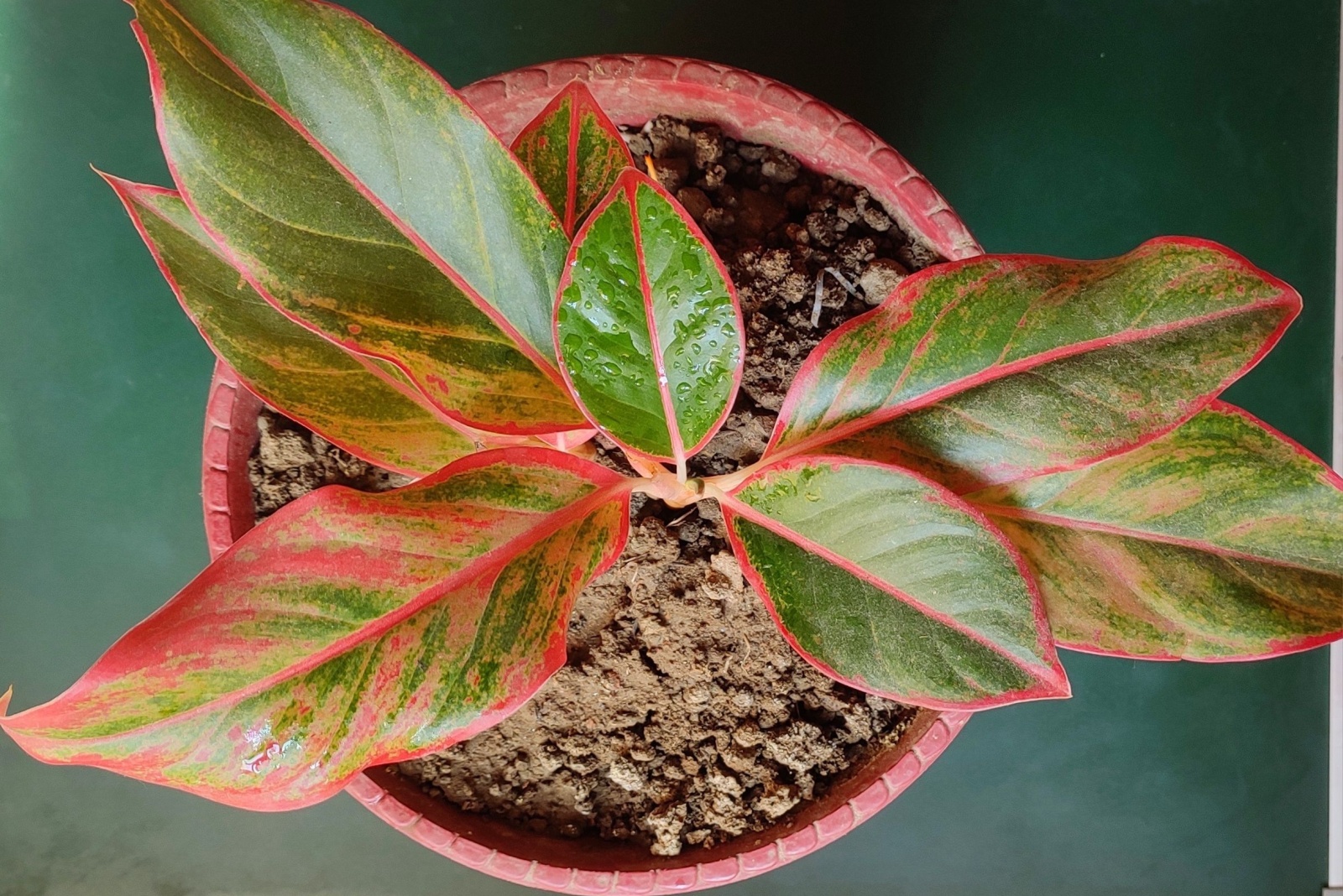 A top view of Aglaonema plants or Chinese evergreens in a pot
