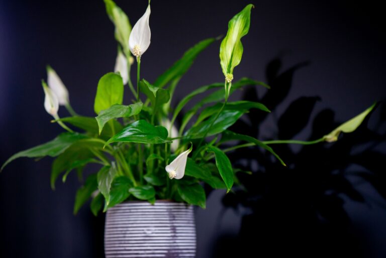 Peace Lily