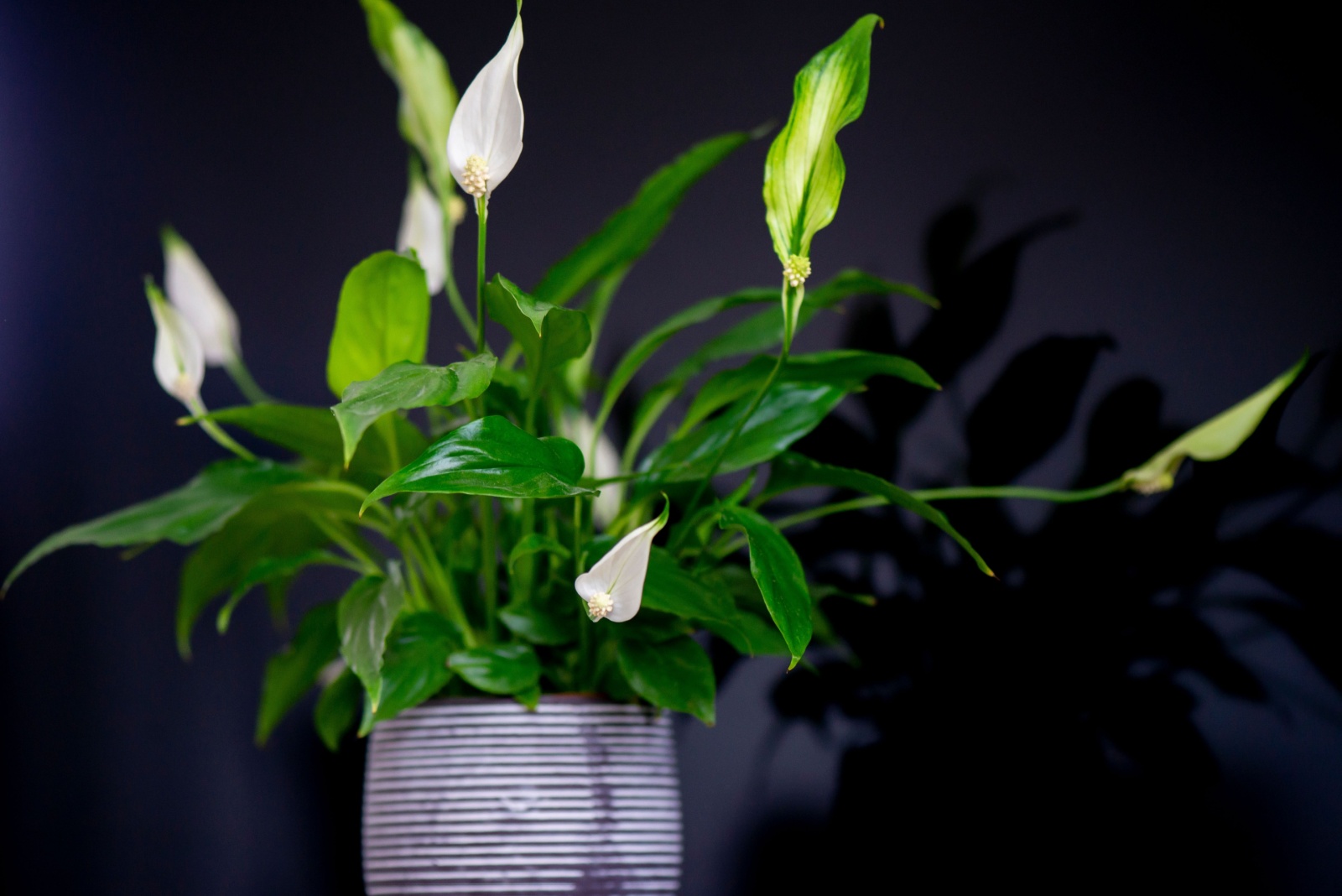 12 Best Plants For Oregon Rooms Without Windows