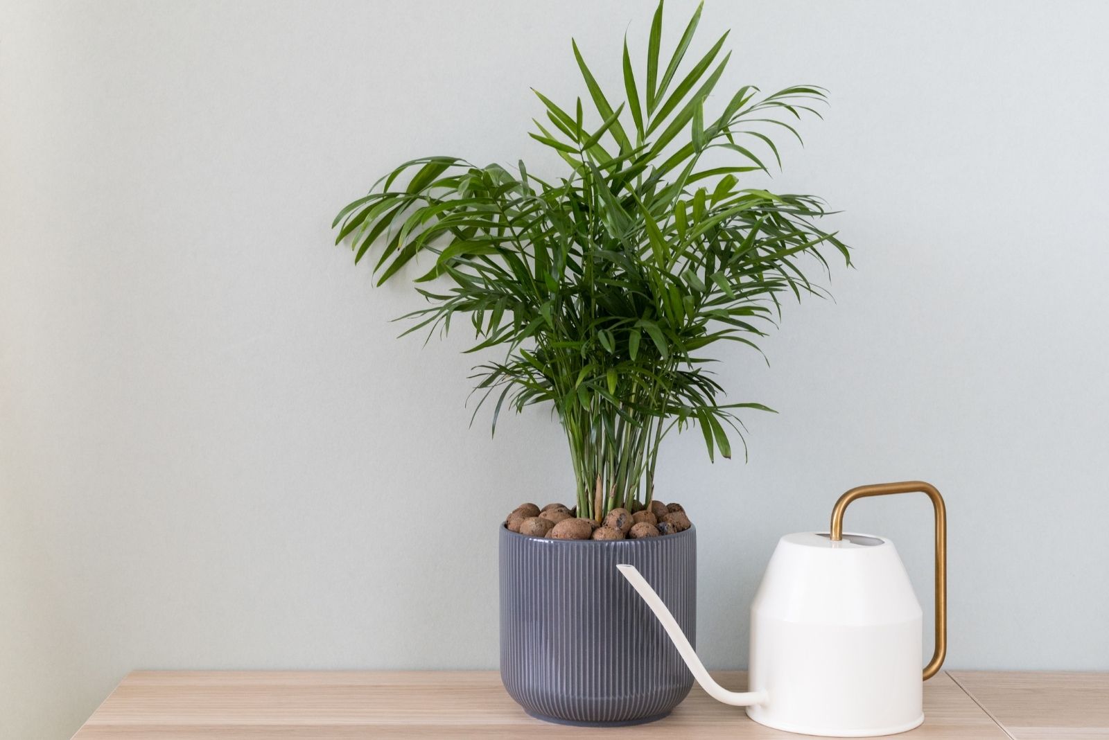 12 Best Plants For Tennessee Rooms Without Windows