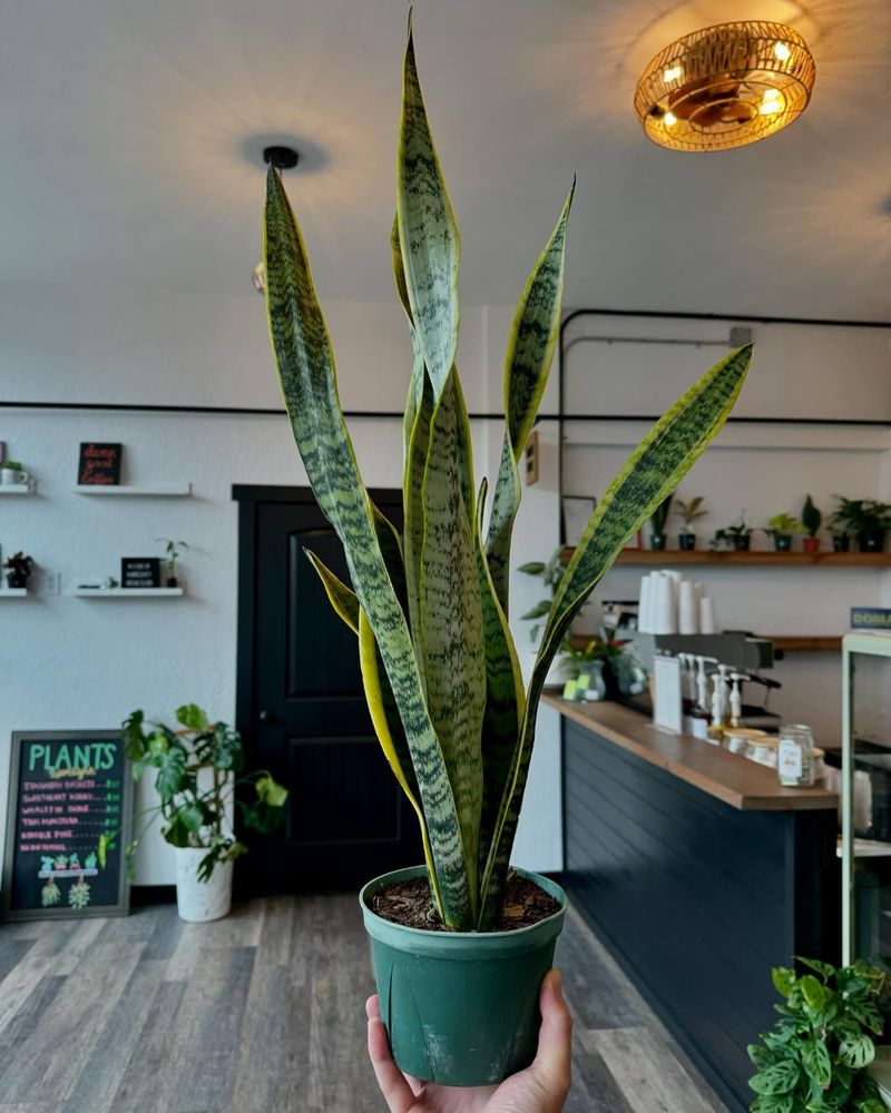Snake Plant