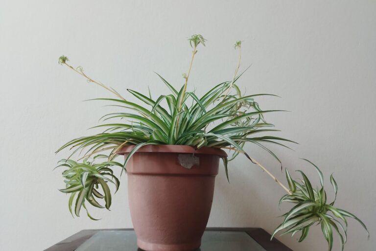 Spider Plants In a Brown Pot at House