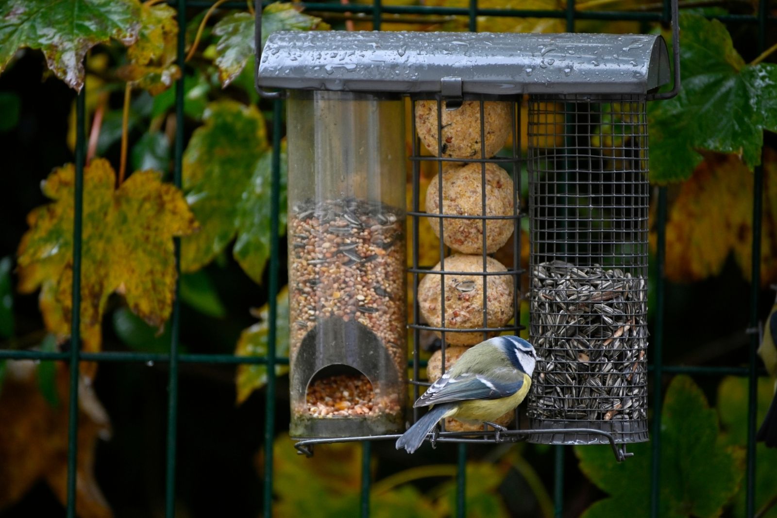 12 Bird Feeder Mistakes That Could Be Killing Local Wild Birds In Minnesota