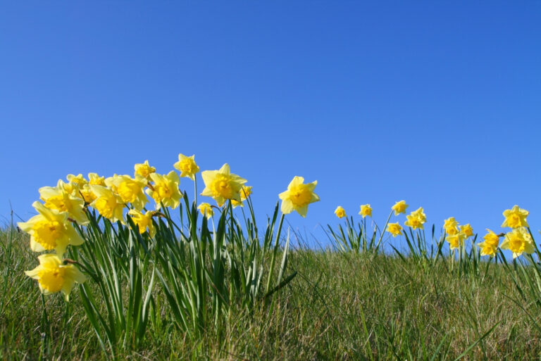 daffodils plants (featured image)