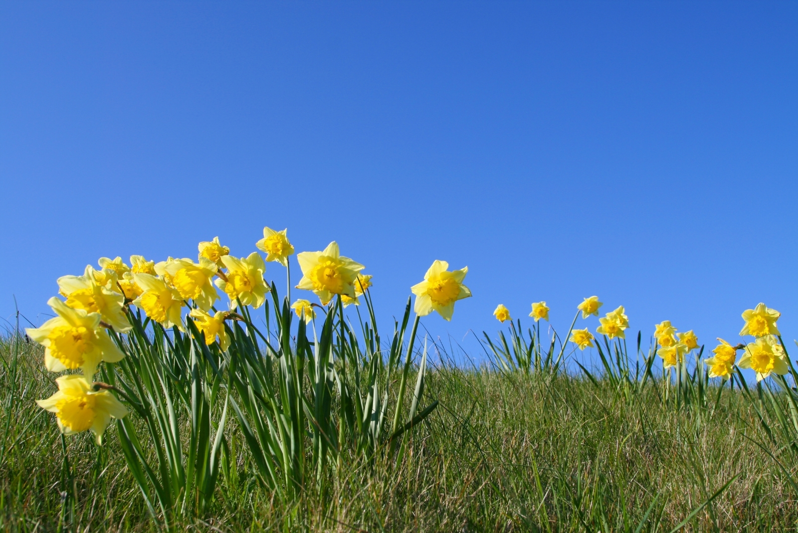 daffodils plants (featured image)