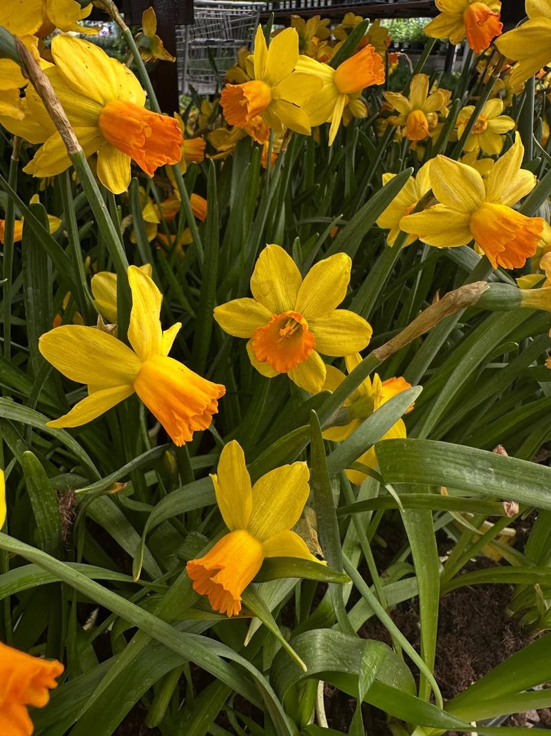 Daffodils
