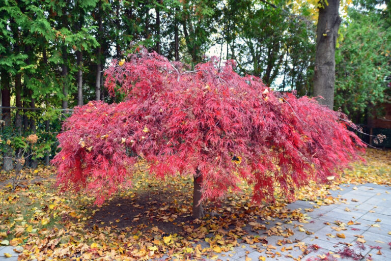 tree (featured image)