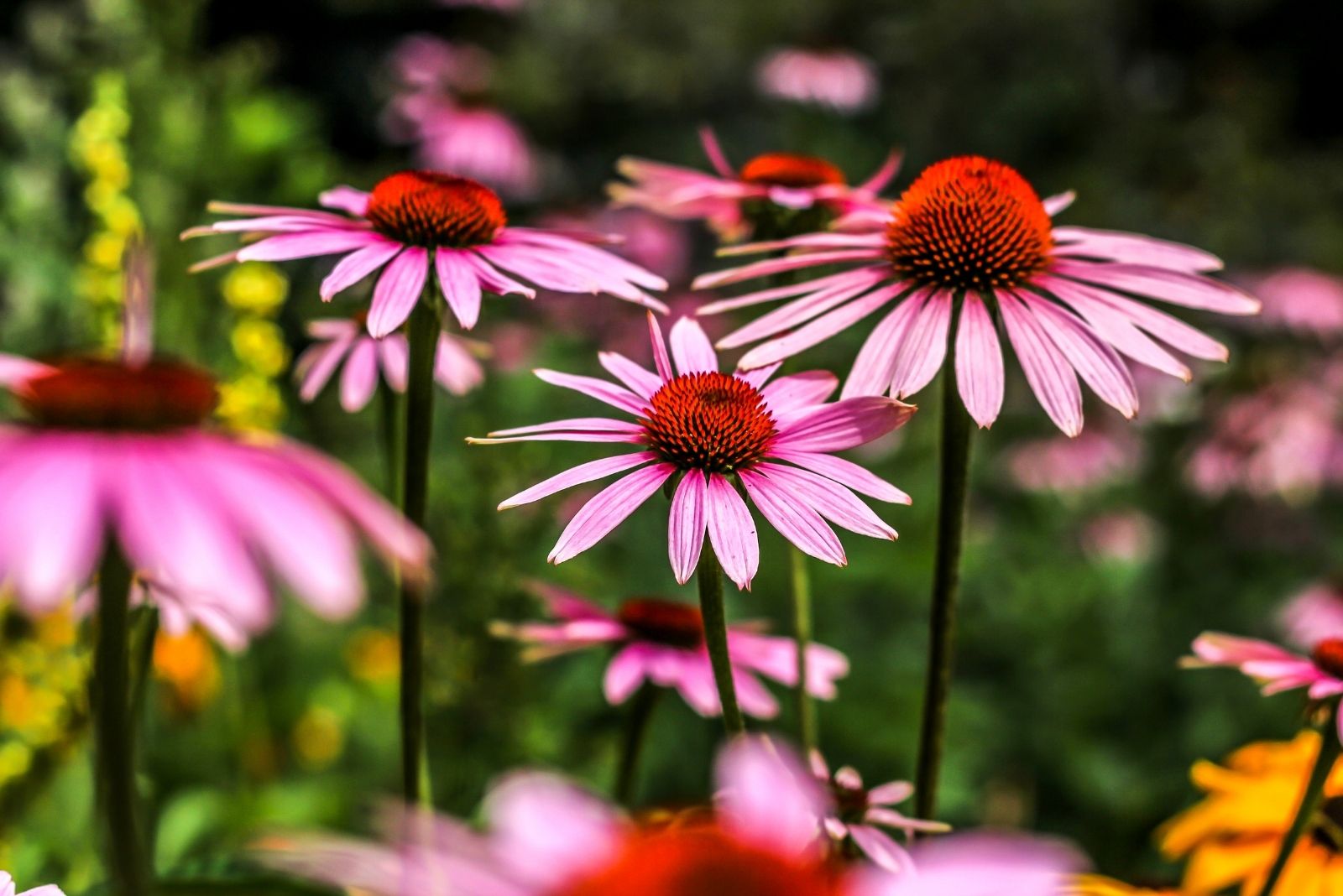 12 Colorful Native Annuals South Carolina Gardeners Should Plant This Season