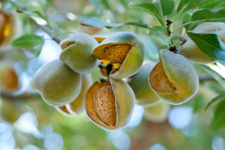 almond tree (featured image)