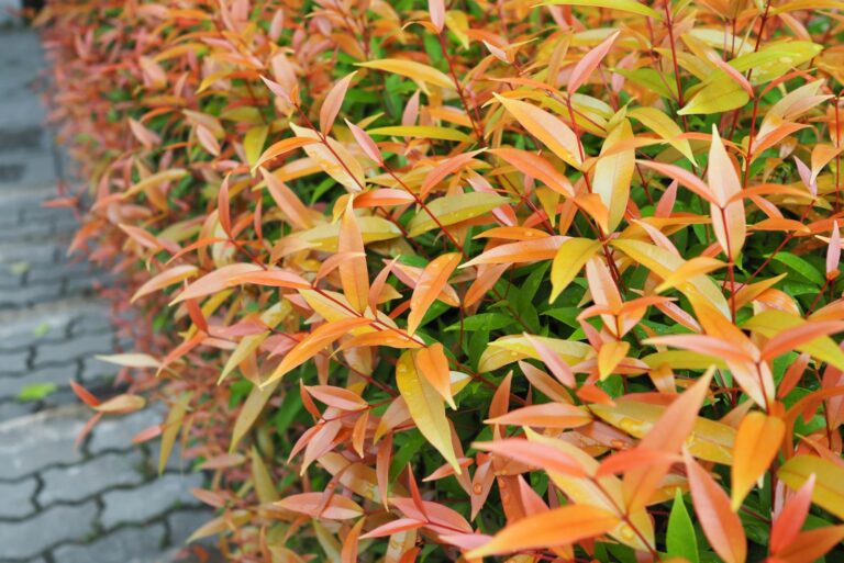 nandina plant