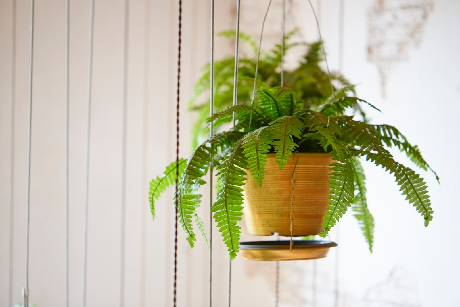 12 Creative Houseplants To Mount For Living Wall Decor This Fall In Florida