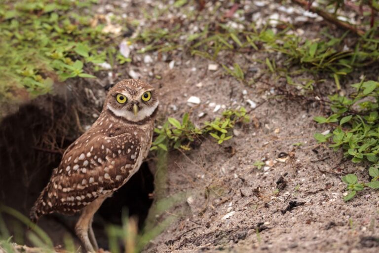 Baby Burrowing owl