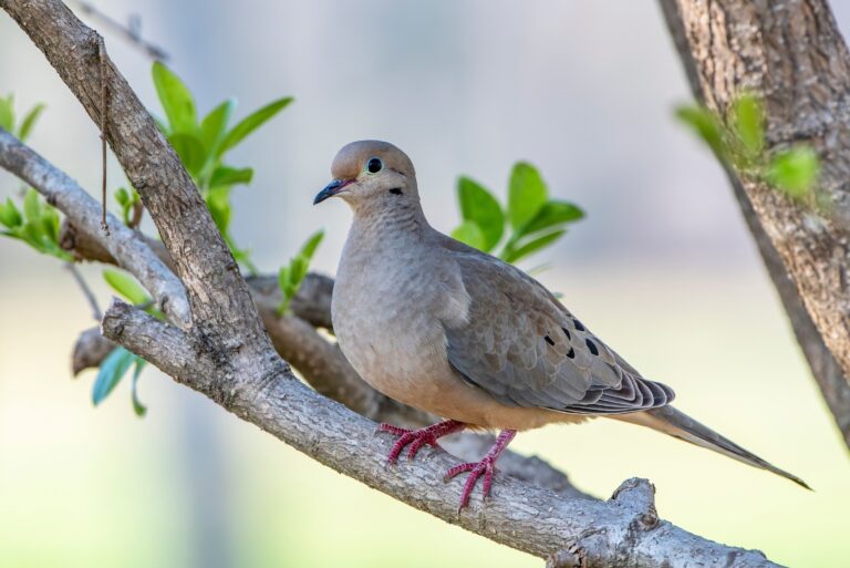 mourning dove (featured image)