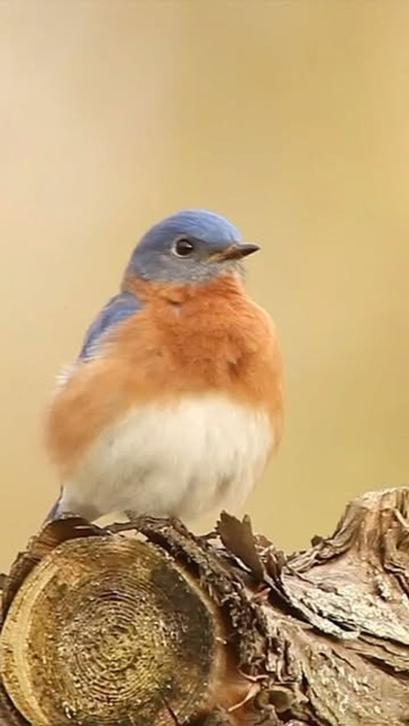 Eastern Bluebird