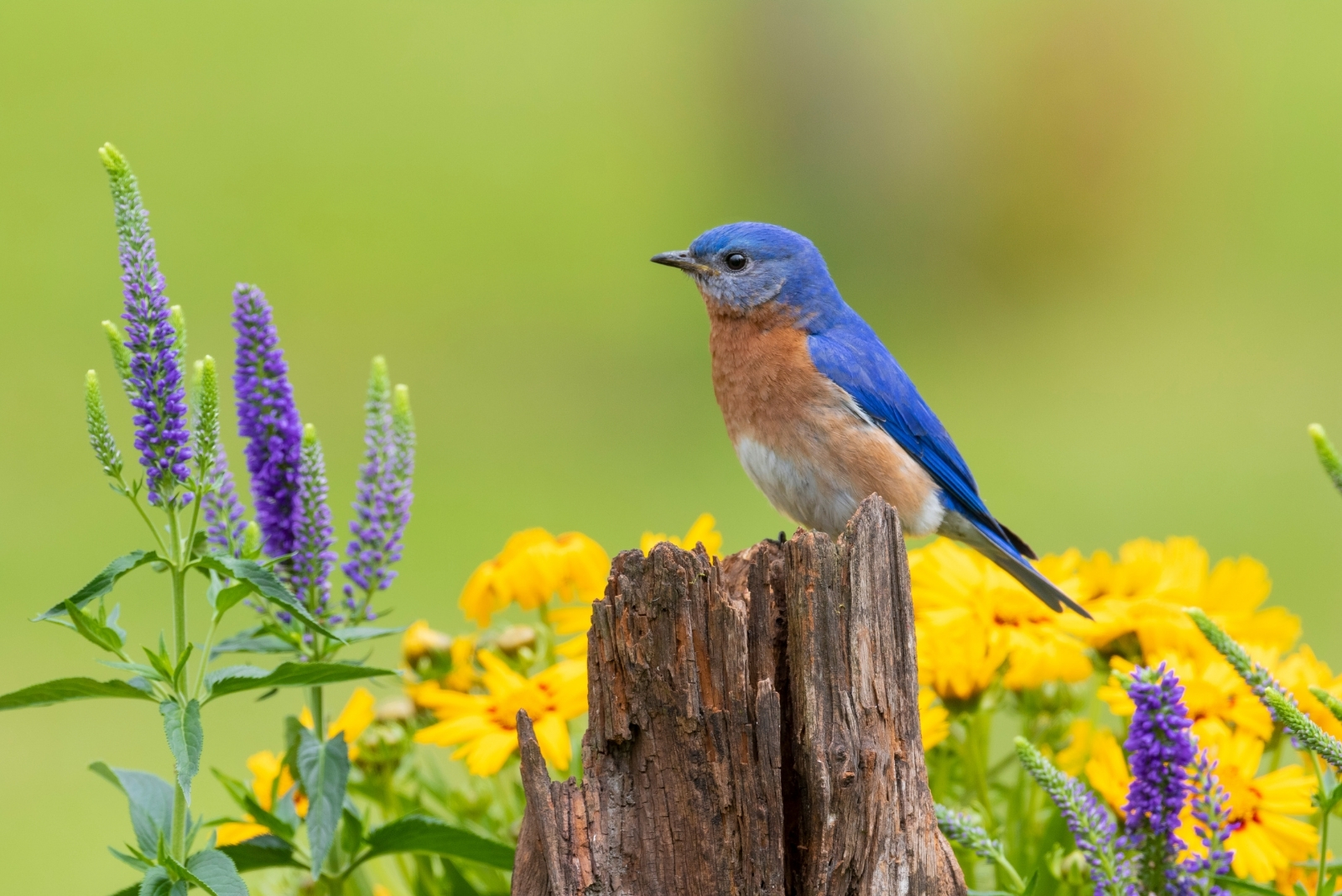 12 Creatures That Are Protected By Law In North Carolina Yards