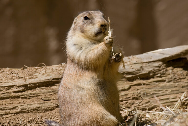 prairie dog (featured image)