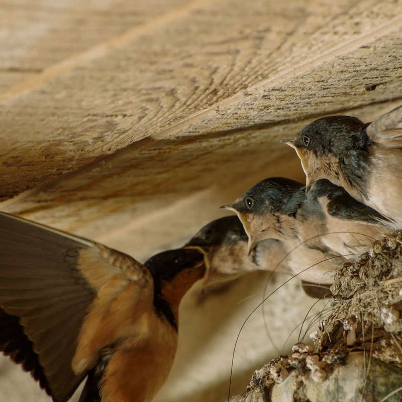 Barn Swallows