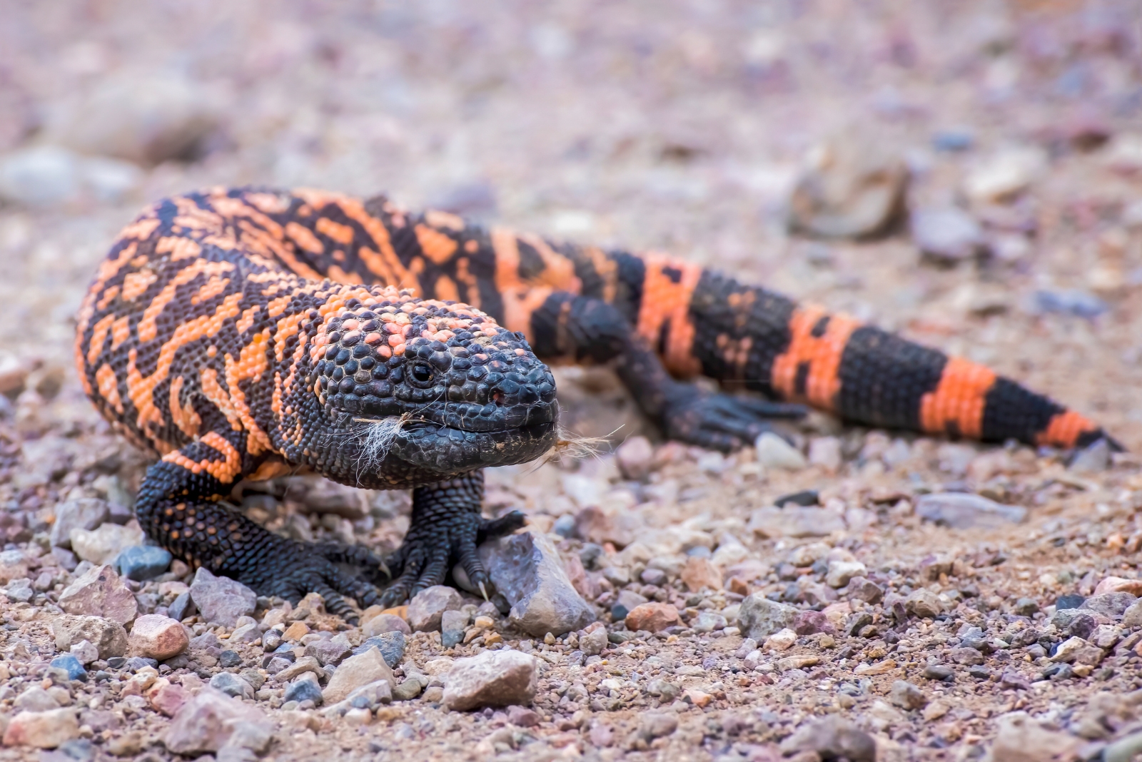 gila monster