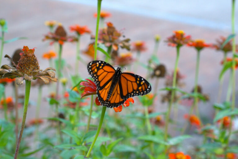 monarch butterfly (featured image)