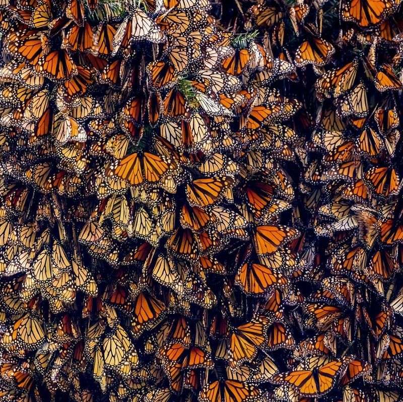 Monarch Butterflies