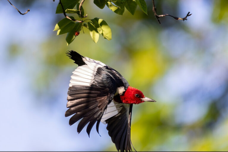 bird (featured image)