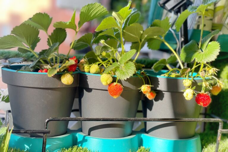 strawberry (featured image)