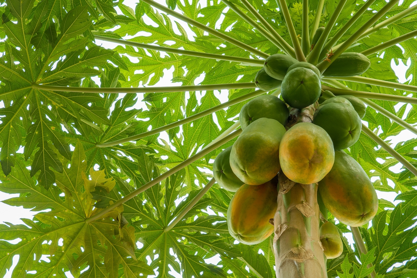 12 Easy Fruits You Can Start From Seed In Florida This October