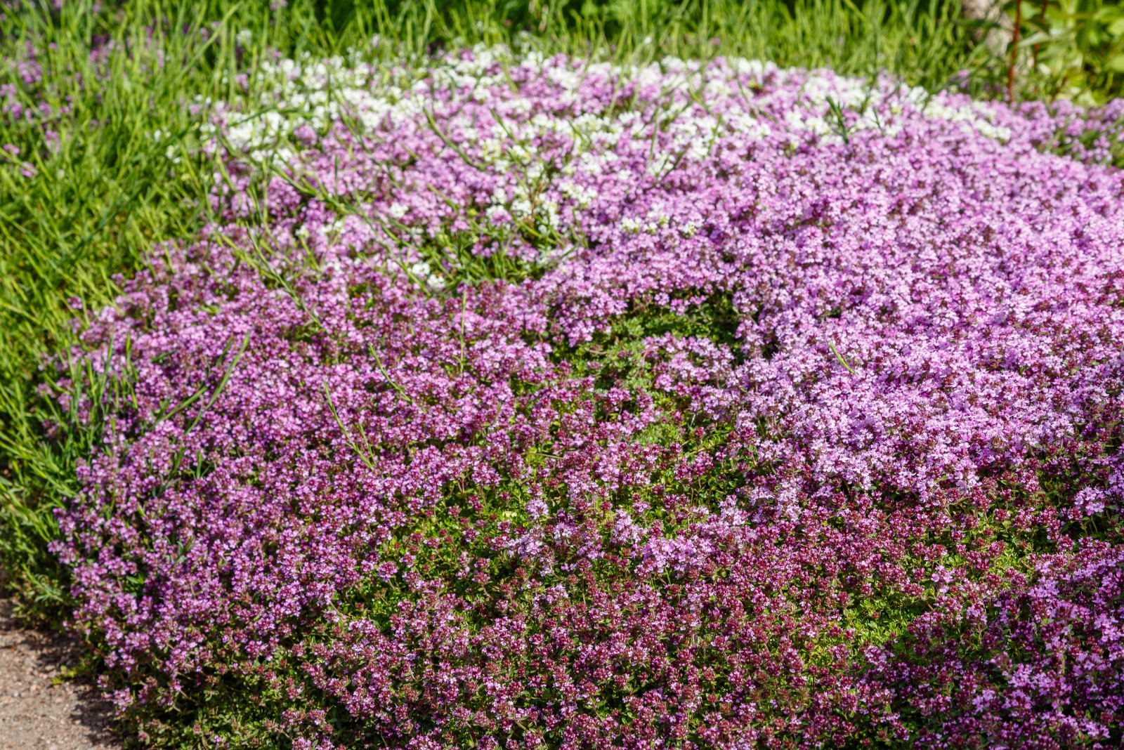 12 Easy Ground Covers That Cover Bare Patches Fast In Michigan