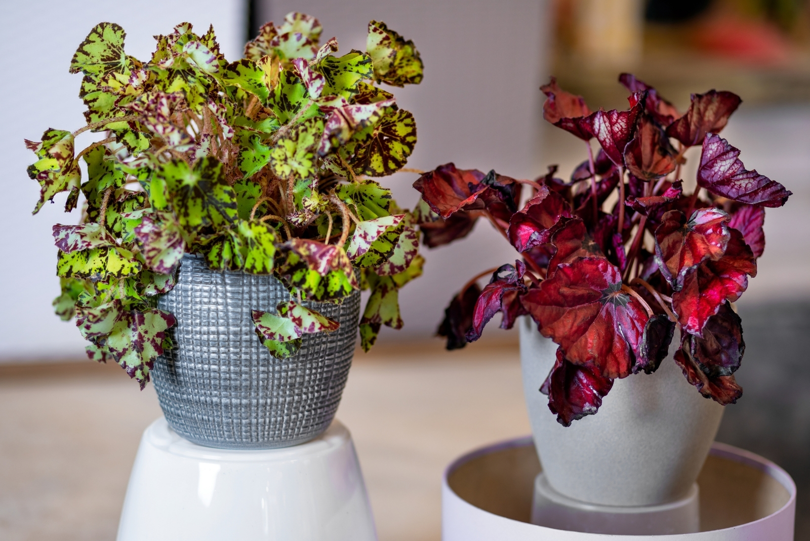 12 Easy Houseplants To Brighten Indoors With Fall Colors In Virginia