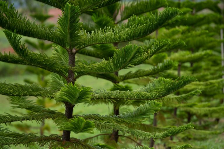 Norfolk Island pine