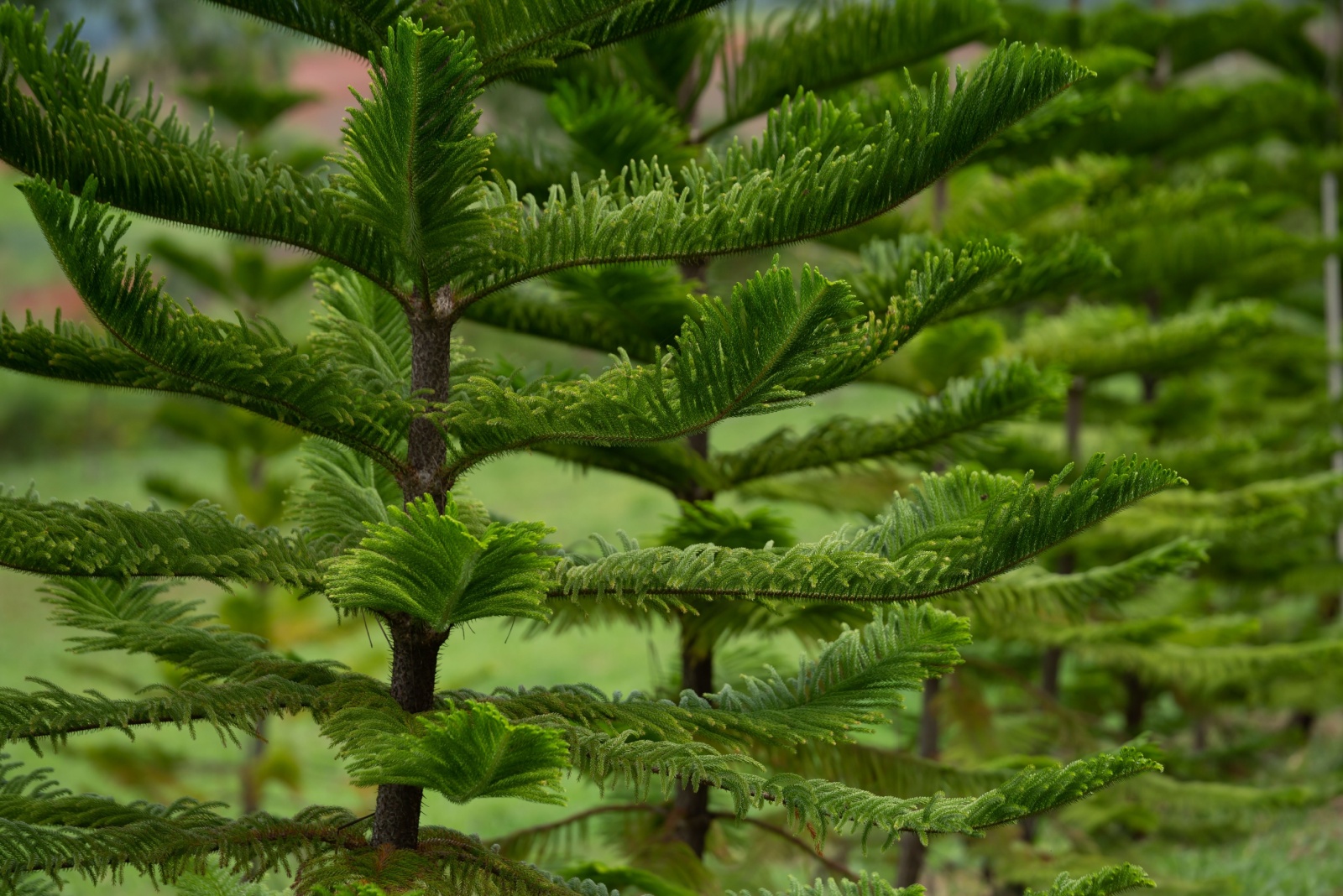12 Evergreen Trees Maine Homeowners Should Never Plant