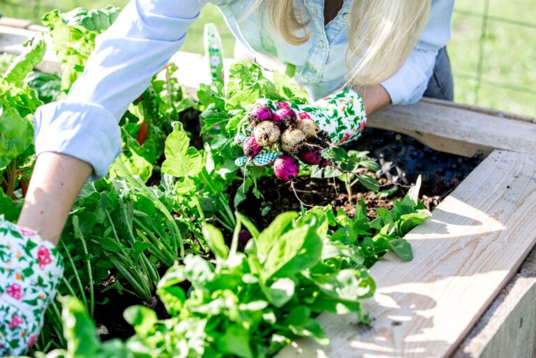 Woman is harvesting radishes from the raised bed