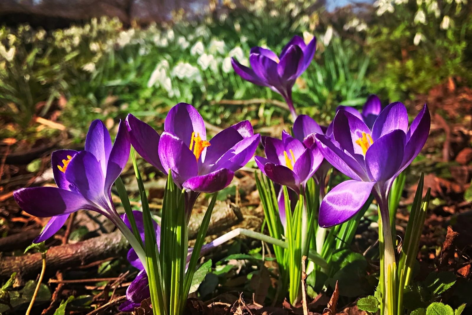 12 Fall Planting Tips South Carolina Gardeners Say Pay Off In Spring
