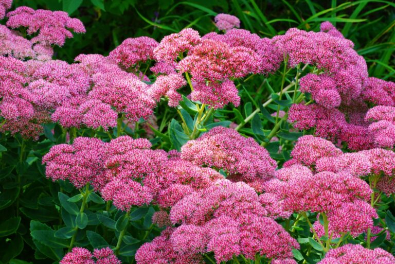 Pink blooms of sedum "autumn joy"