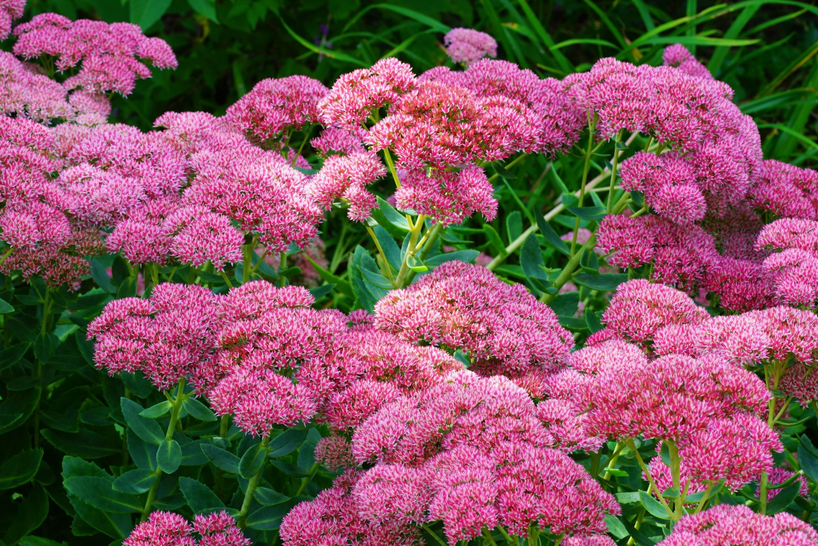 12 Fall Plants That Bring Life To Sleeping Gardens In Pennsylvania