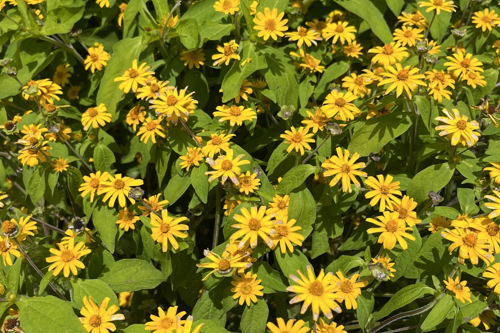 12 Fast Growing Ground Covers Perfect For Mississippi Yards