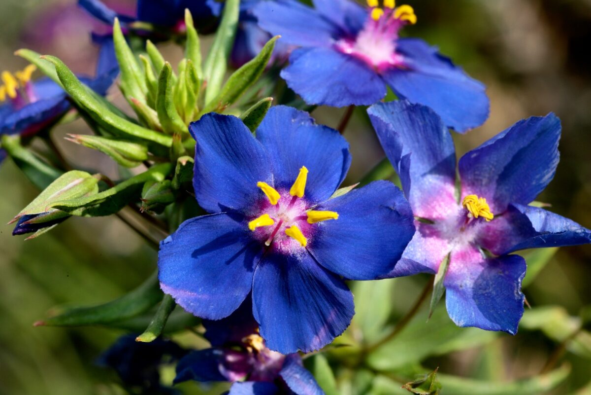 12 Flowering Blue Weeds To Avoid Planting In Texas Yards