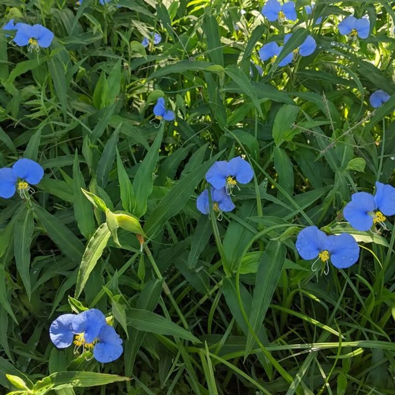 Asiatic Dayflower