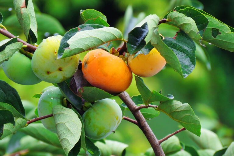 fruit tree (featured image)