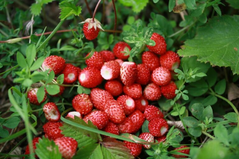 Fresh Wild Strawberries in Lush Green Foliage